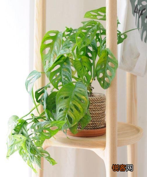 新房子养什么花吸甲醛 高端大气又好养