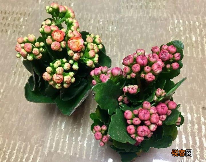 新房子养什么花吸甲醛 高端大气又好养