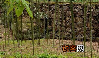 势如破竹什么意思 势如破竹的意思