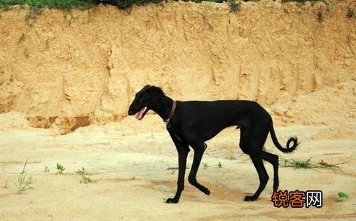 细犬如何喂养？细犬是什么狗？