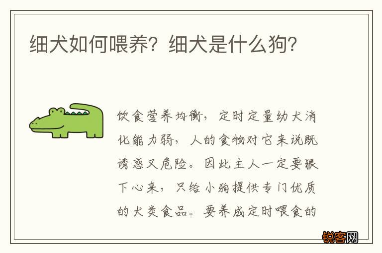 细犬如何喂养？细犬是什么狗？