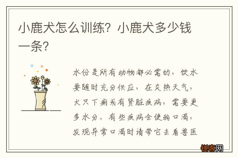 小鹿犬怎么训练？小鹿犬多少钱一条？