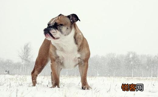 英国斗牛犬怎么训练？英国斗牛犬怎么养？