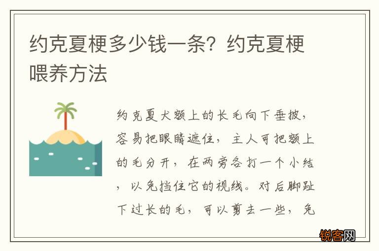 约克夏梗多少钱一条？约克夏梗喂养方法