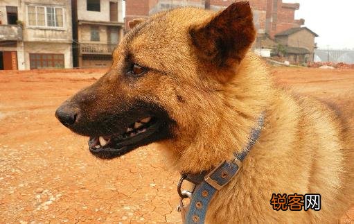 中华田园犬是什么狗？中华田园犬怎样训练？