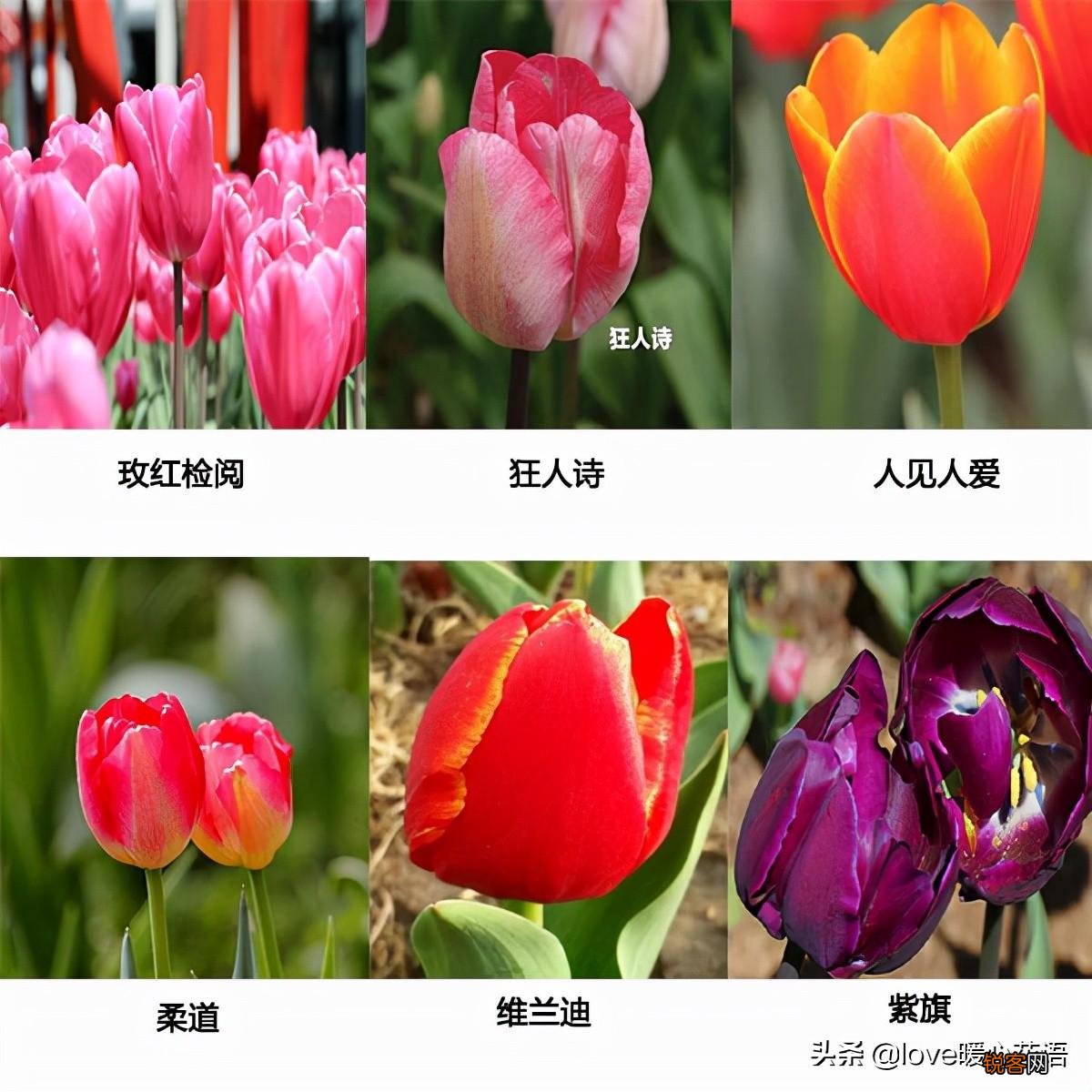 郁金香的花语大全 花语及常见品种介绍