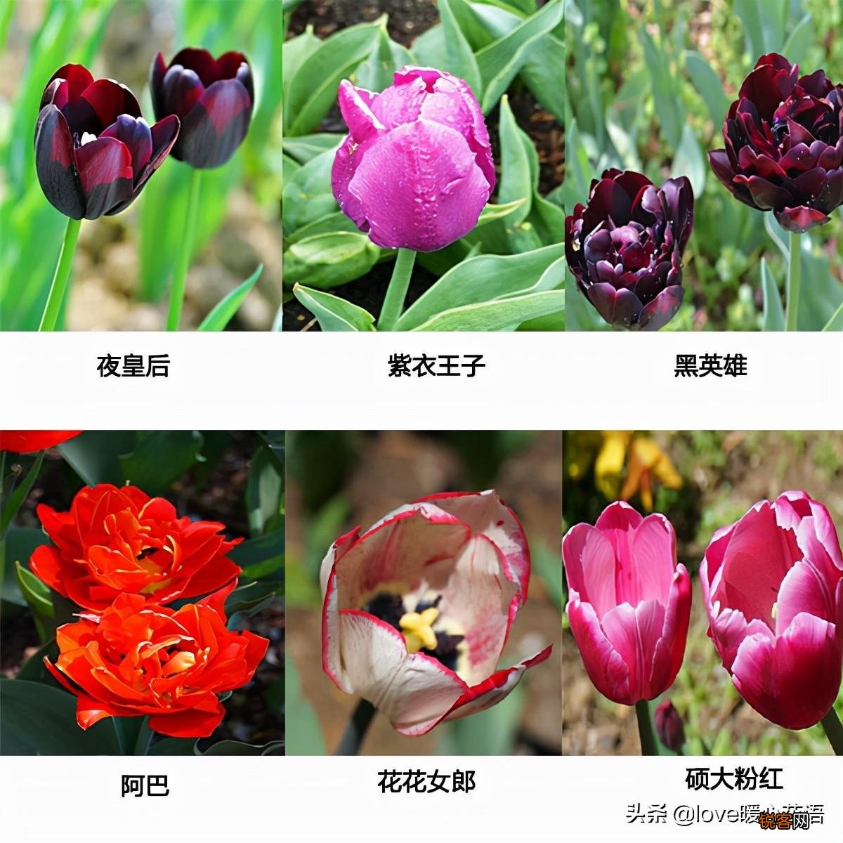 郁金香的花语大全 花语及常见品种介绍