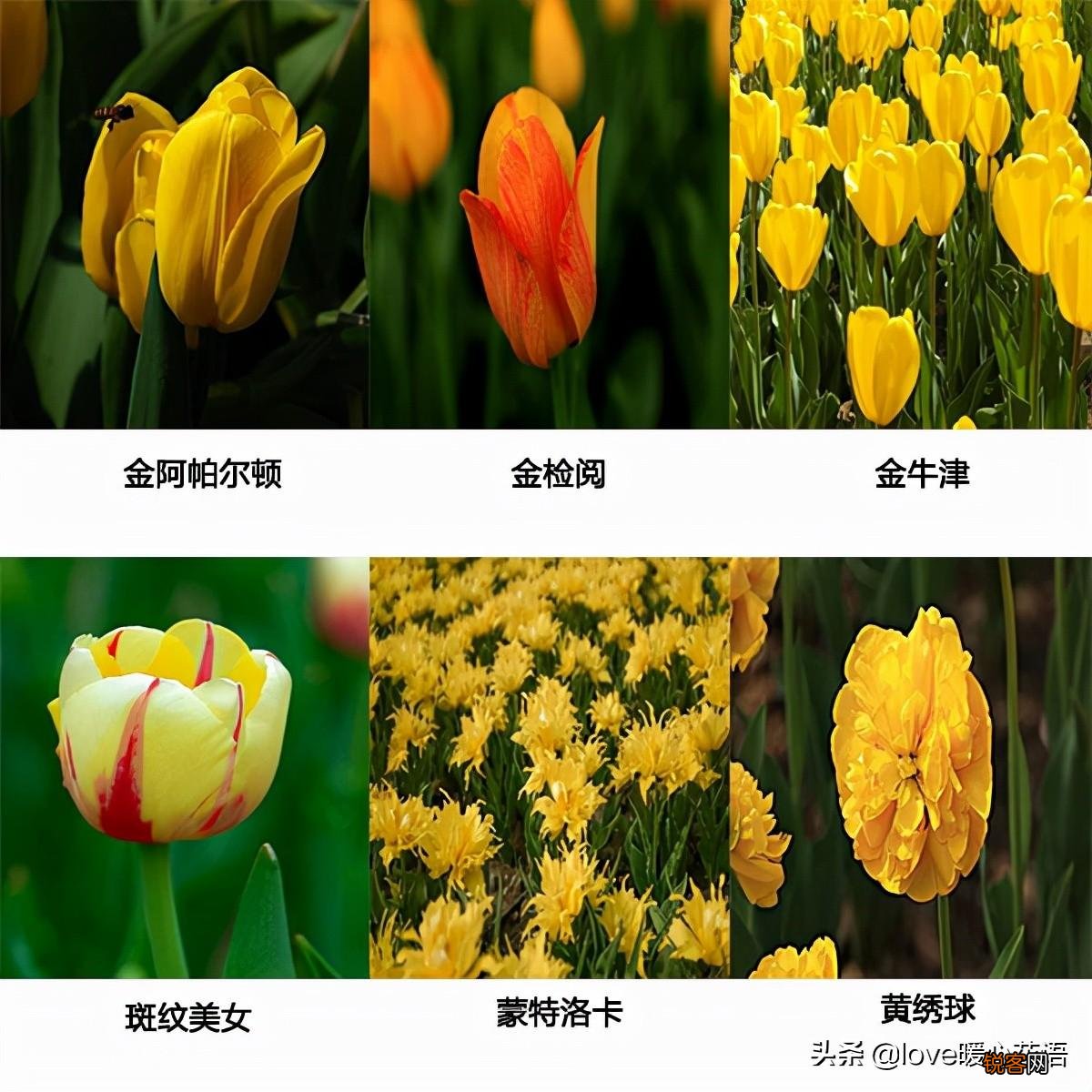 郁金香的花语大全 花语及常见品种介绍