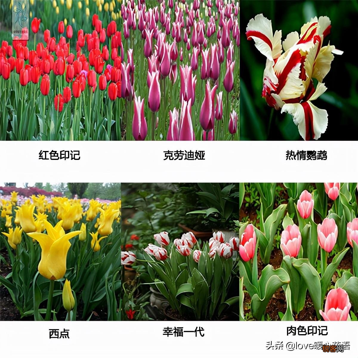 郁金香的花语大全 花语及常见品种介绍