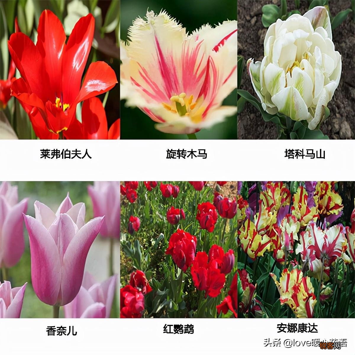 郁金香的花语大全 花语及常见品种介绍