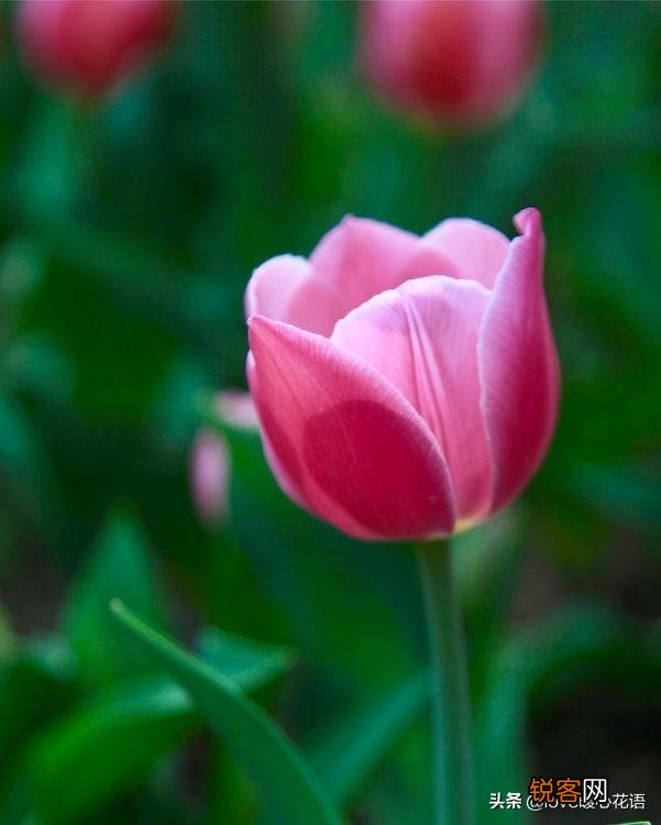 郁金香的花语大全 花语及常见品种介绍