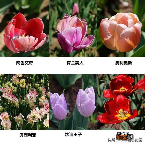 郁金香的花语大全 花语及常见品种介绍