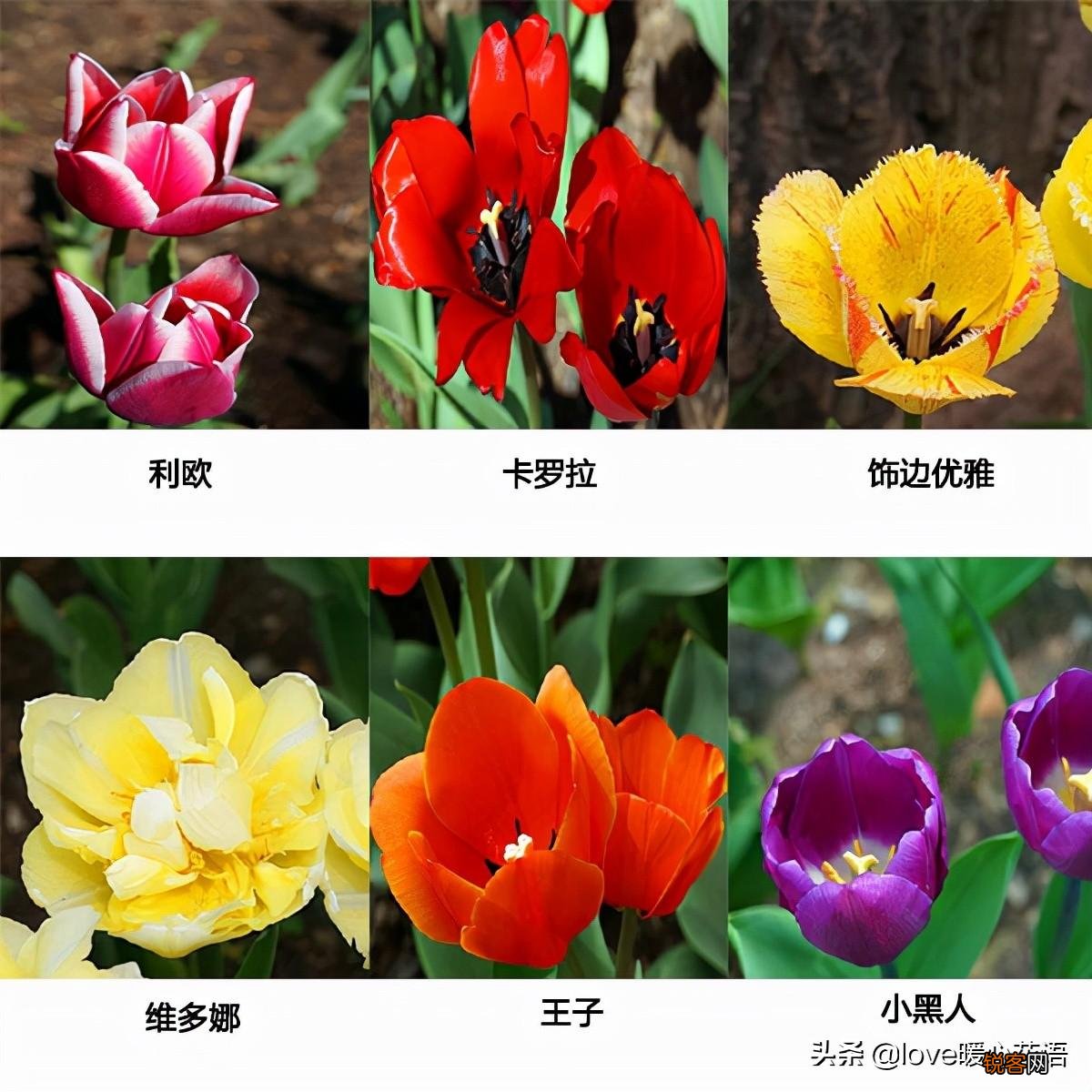 郁金香的花语大全 花语及常见品种介绍