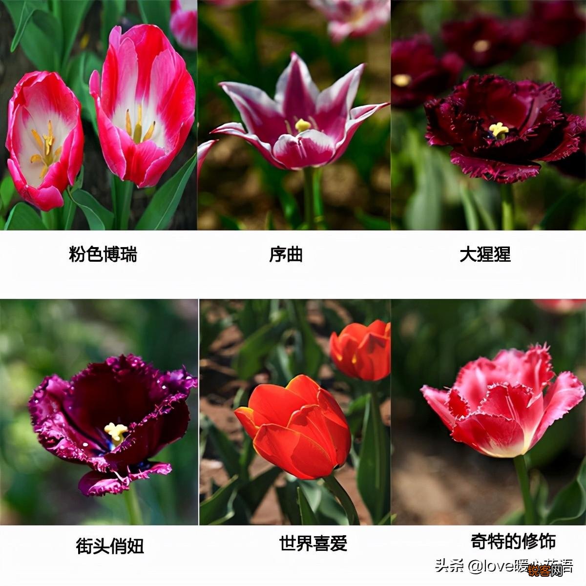 郁金香的花语大全 花语及常见品种介绍