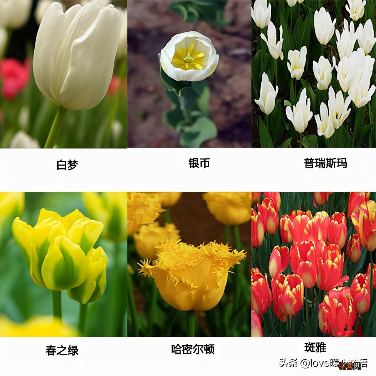 郁金香的花语大全 花语及常见品种介绍