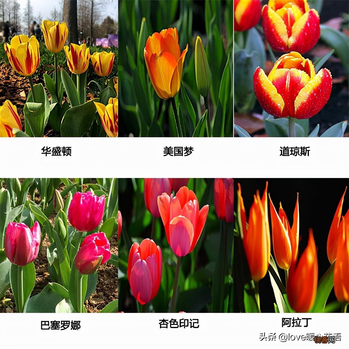 郁金香的花语大全 花语及常见品种介绍