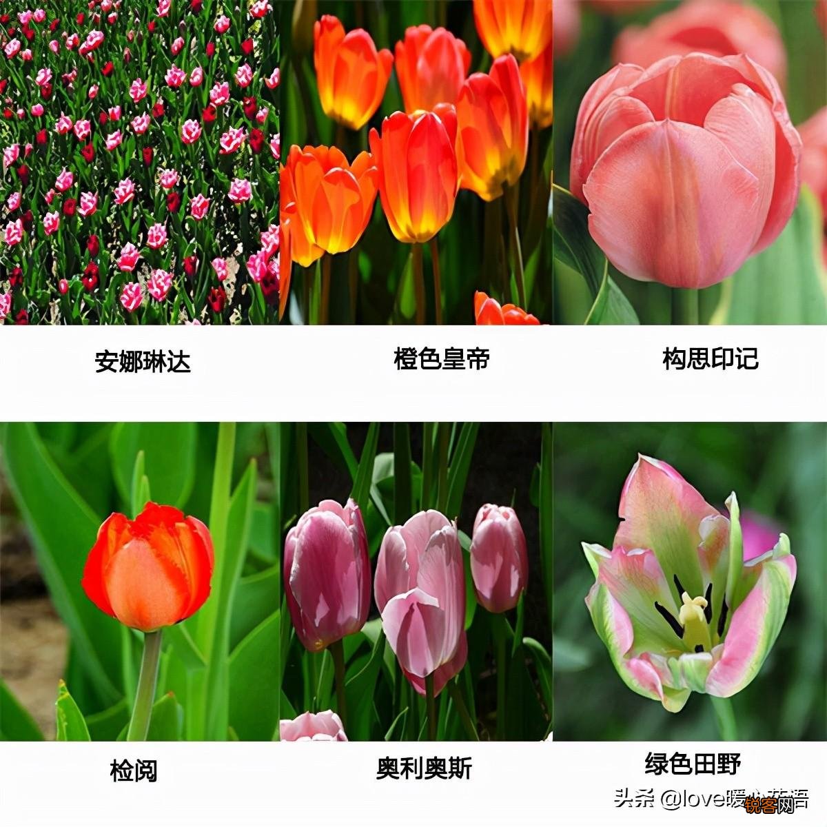 郁金香的花语大全 花语及常见品种介绍