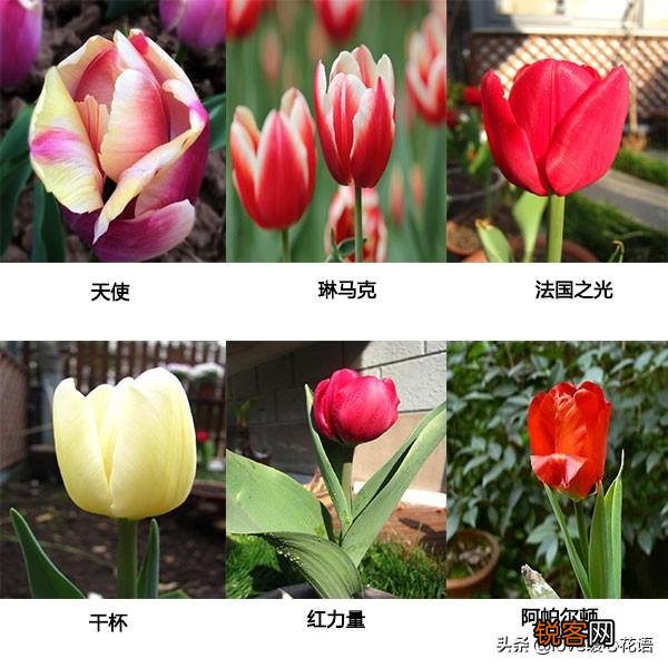 郁金香的花语大全 花语及常见品种介绍
