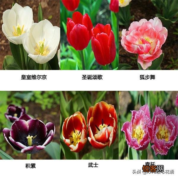 郁金香的花语大全 花语及常见品种介绍