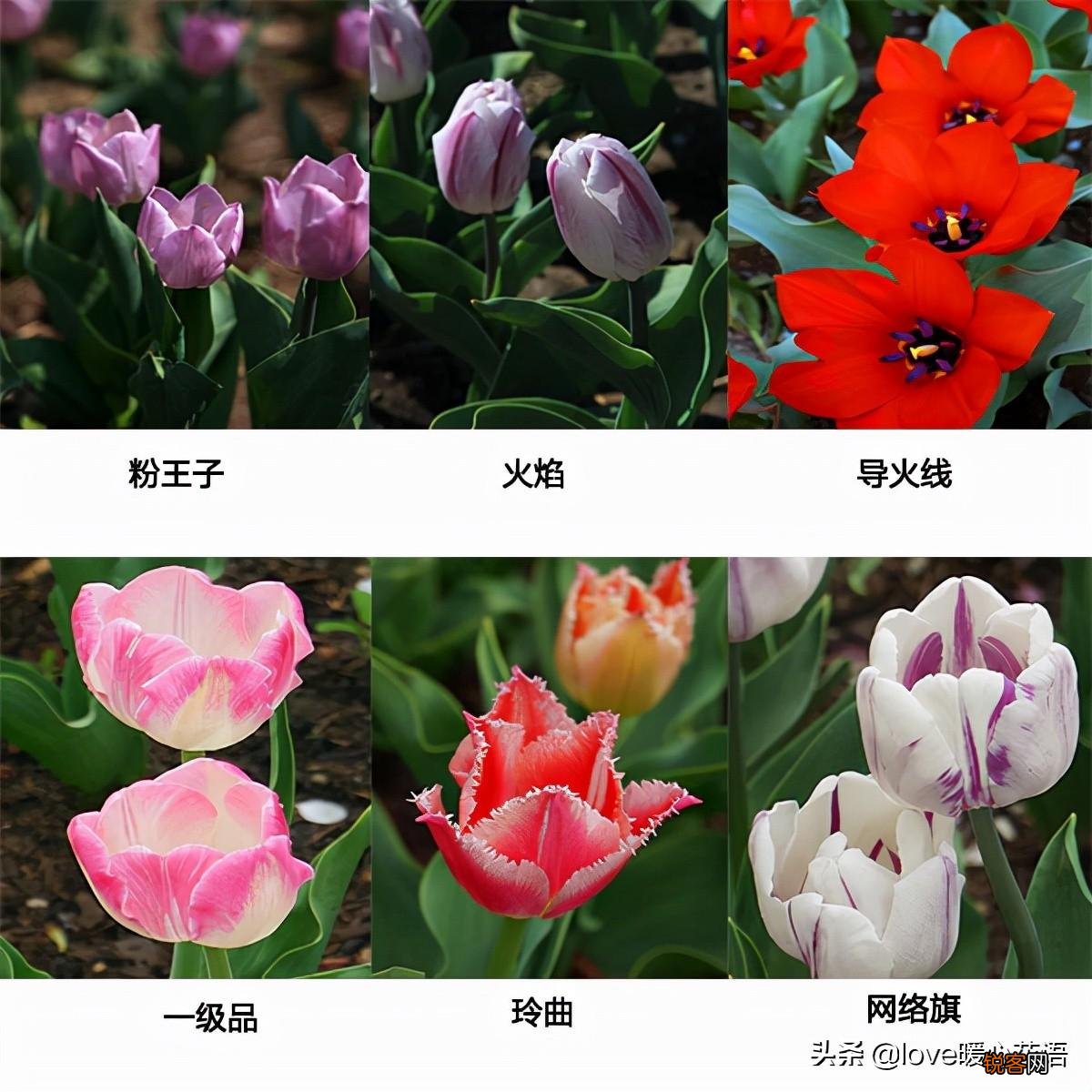 郁金香的花语大全 花语及常见品种介绍