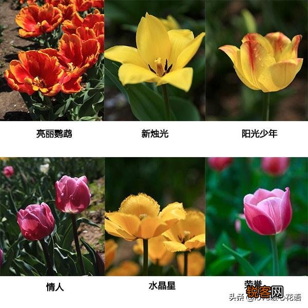 郁金香的花语大全 花语及常见品种介绍