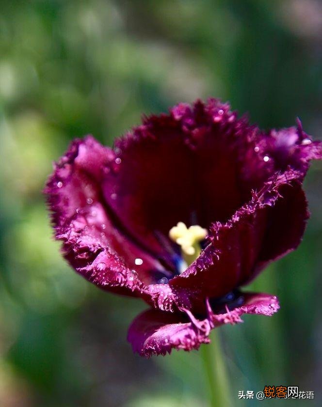 郁金香的花语大全 花语及常见品种介绍