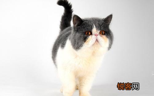巴厘猫是怎样的？巴厘猫的生活习性