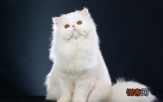 波斯猫的生活习性-波斯猫怎么养？