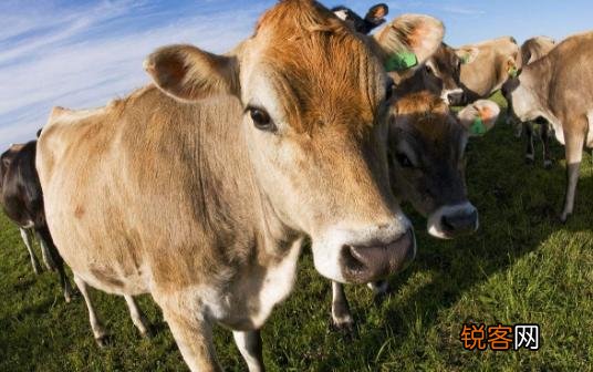 贝因美奶粉的配料里为什么有的是生牛乳有的是脱脂乳粉?