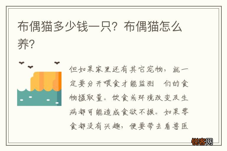 布偶猫多少钱一只？布偶猫怎么养？
