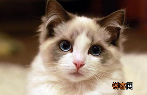 布偶猫多少钱一只？布偶猫怎么养？