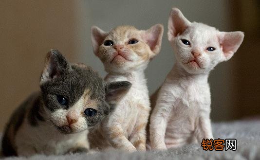 德文卷毛猫是什么？德文卷毛猫怎么养？