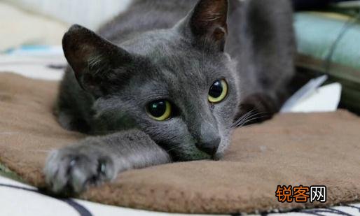 俄罗斯蓝猫的简介-俄罗斯蓝猫的生活习性
