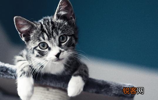 虎斑猫的简介-虎斑猫怎么养？ 宠物虎斑猫