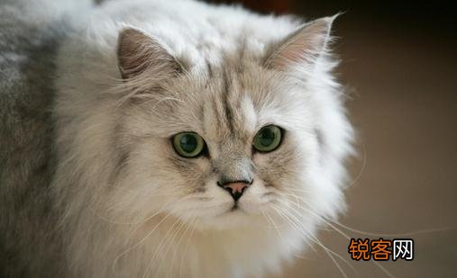 金吉拉猫多少钱一只？金吉拉猫怎么养？