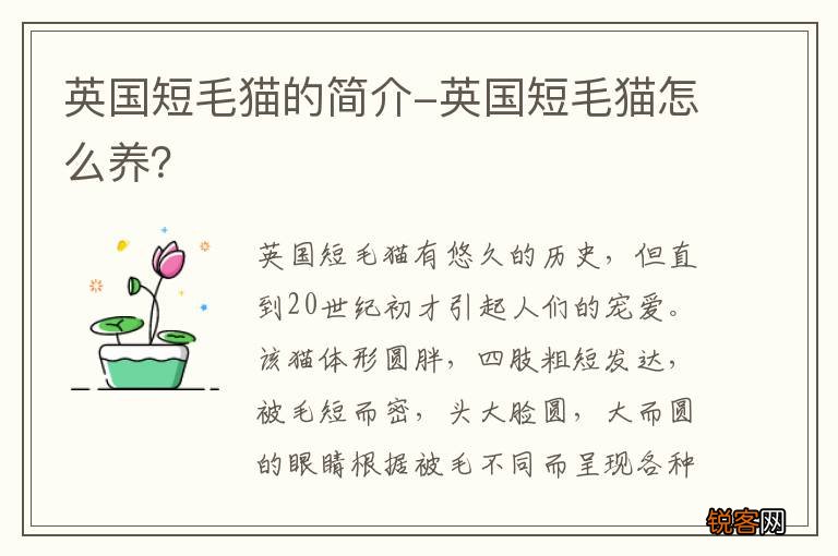 英国短毛猫的简介-英国短毛猫怎么养？