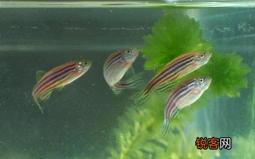 斑马鱼的品种介绍-斑马鱼怎么样？