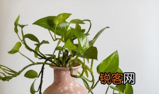 绿萝作文 关于绿萝的优美段落