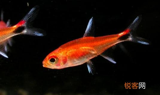 灯鱼品种大全图 灯鱼的品种介绍-灯鱼怎么样？