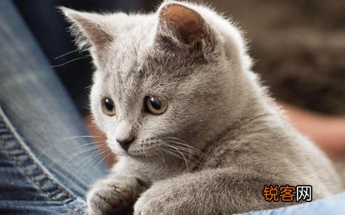 卡尔特猫的简介-卡尔特猫多少钱一只？