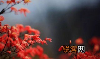 狂风落尽深红色绿叶成荫子满枝是什么意思 狂风落尽深红色绿叶成荫子满枝是啥意思