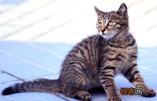 狸花猫多少钱一只？狸花猫的简介