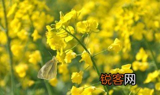 关于油菜花的诗句 关于油菜花的诗句有哪些