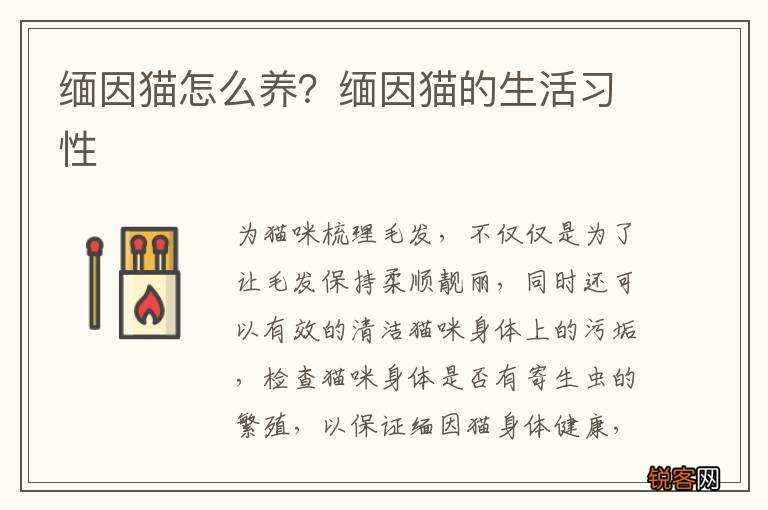 缅因猫怎么养?缅因猫的生活习性