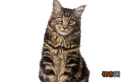 缅因猫怎么养?缅因猫的生活习性