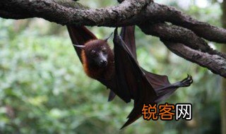 蝙蝠怎么叫的声音在线听 蝙蝠怎么叫