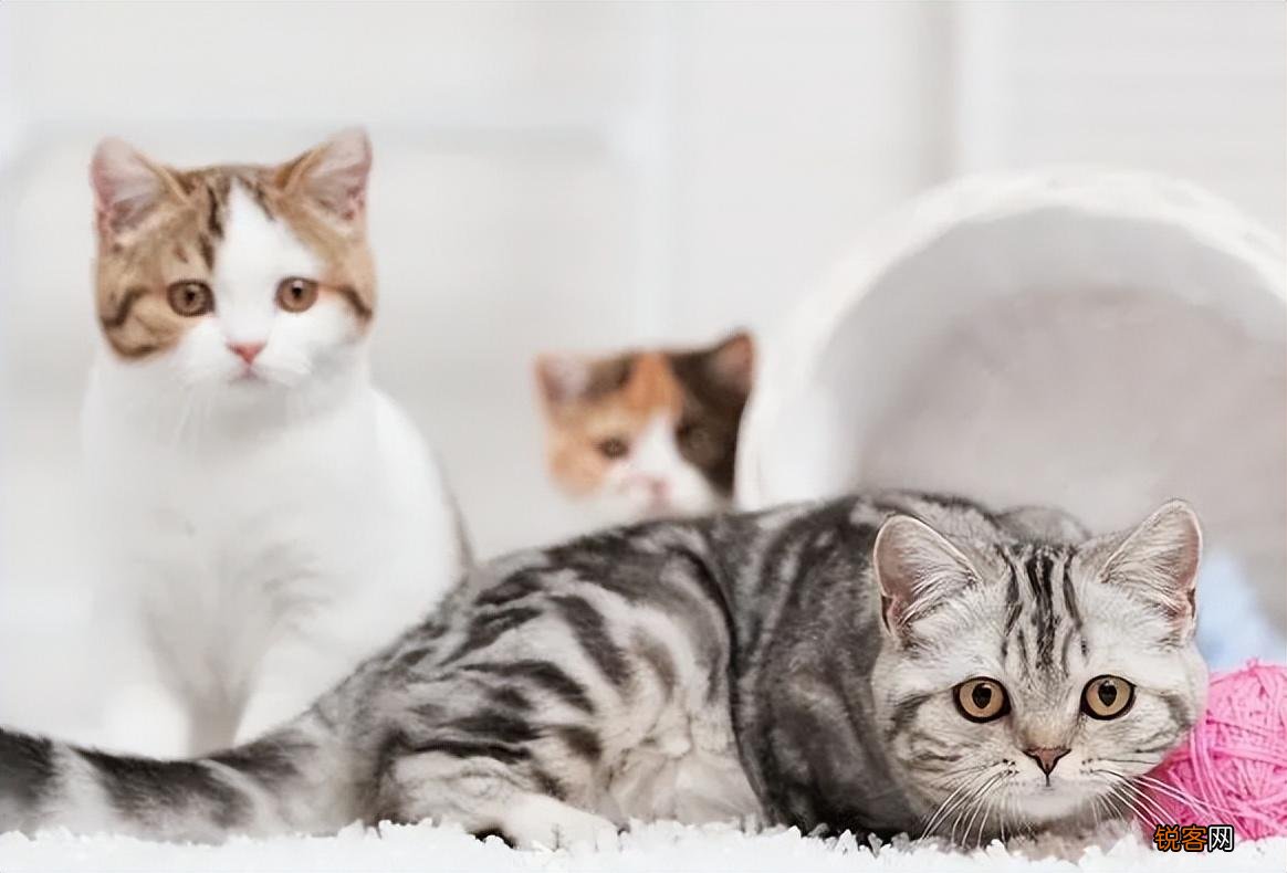 2022年适合养的猫品种 猫咪“爆款名单”