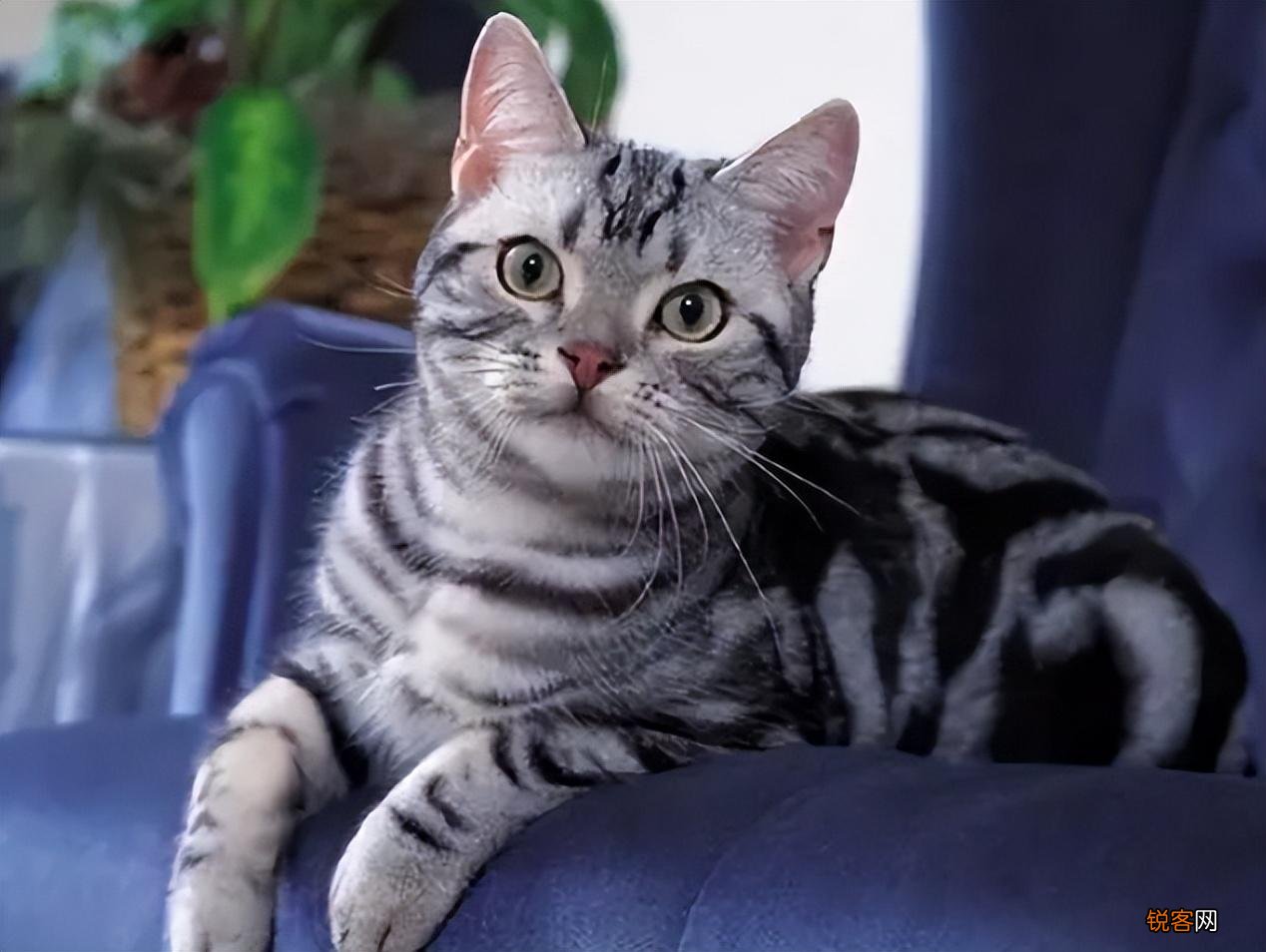 2022年适合养的猫品种 猫咪“爆款名单”