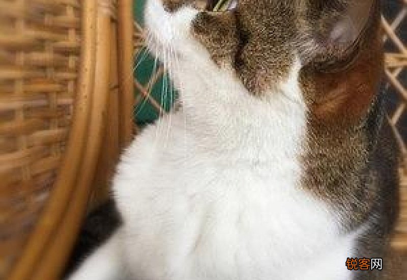 猫咪一吃化毛膏就吐