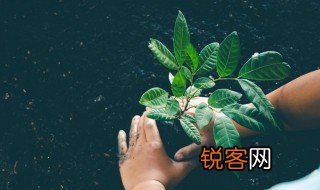 小枝是什么意思 小枝是何种意思